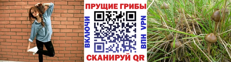 Галлюциногенные грибы Psilocybe Северобайкальск
